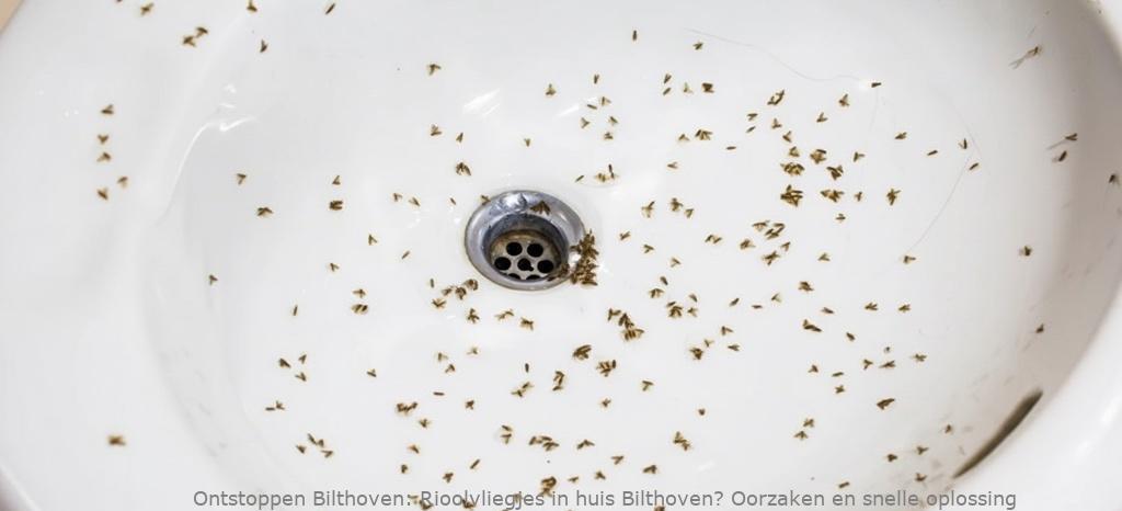 Rioolvliegjes in huis Bilthoven? Oorzaken en snelle oplossing